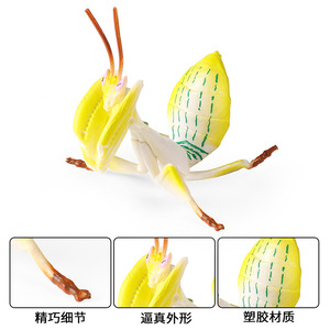 Modèle de jouet d'insecte arthropode simulé pour enfants yxs, Mantis <span class=keywords><strong>orchidée</strong></span>, Mantis couteau, Feuille morte, pièce d'exposition cognitive - Product Image 4