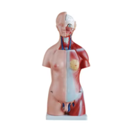 Modèle anatomique humain ADA-A1046 45CM 23 pièces, modèles de torse en PVC pour les deux sexes, sciences médicales