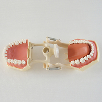 Modelo de Entrenamiento Dental con 32 Dientes Anatómicos, Encía Suave, Marco de Mandíbula DP con Fijación por Tornillo para Laboratorio de Habilidades Clínicas, CE ISO ROHS CNAS