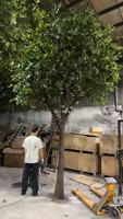 Grand arbre artificiel en ficus de 4,6 m avec un tronc réaliste |   Végétation résistante aux UV pour la décoration commerciale et intérieure de luxe