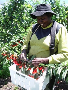 Stackable <span class=keywords><strong>Corflute</strong></span> Cherry Pick Thùng Container Sóng Nhựa Trái Cây Lug Hộp Cherry Chọn Xô Thu Hoạch Totes Cho Orchard - Product Image 3