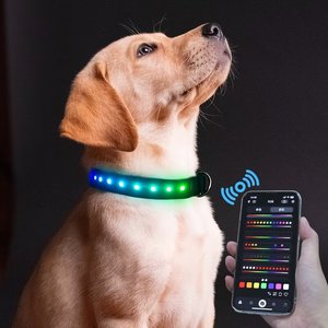 Aplicación controlada por teléfono inteligente, duradero, clásico, LED sólido, luminoso, recargable, Collar para perro mascota para seguridad en el paseo nocturno - Product Image 3