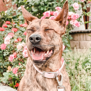 Harnais tactique pour chien en PVC imperméable avec logo personnalisé, moderne, simple, luxueux, doux, à l'eau de rose, avec distributeur de sacs à excréments et système de sécurité anti-évasion - Product Image 4