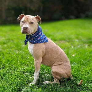 Vente en gros d'usine, foulards carrés en soie et coton personnalisés, bandanas avec logo personnalisé, design personnalisé - Product Image 5