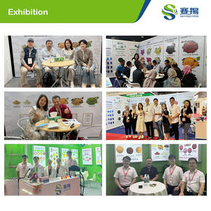 โรงงานผลิตสารสกัดจากข่า 100% จากธรรมชาติ อัตราส่วน 20:1 ผงสำเร็จรูป - Product Image 4