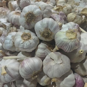Bulbes <span class=keywords><strong>d</strong></span>'ail chinois frais à vendre avec un prix compétitif et une exportation de haute qualité <span class=keywords><strong>Allium</strong></span> Sativum Ajo Chino Fresco au Pérou - Product Image 4