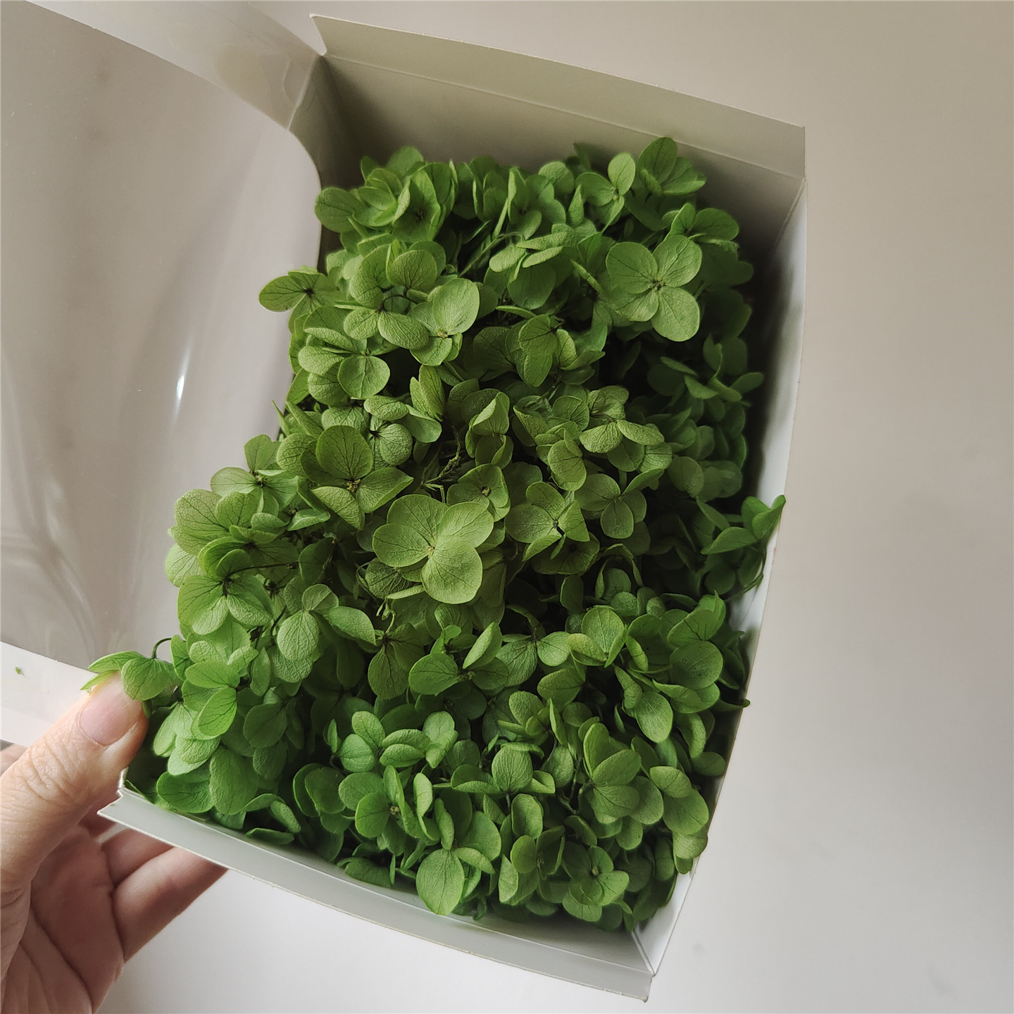 Hortensia en bois vert herbe-20g par boîte