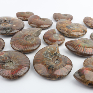 Fósiles de Amonites Naturales, Conchas de Cristal, Piedras de Colores Arcoíris Talladas con Técnica Pulida, Diseñadas para la Categoría de Productos Antiguos - Product Image 2