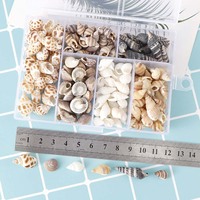 Environ 100 pièces/boîte coquillages de plage en coquille de conque naturelle mélangée pour la décoration de la maison bricolage