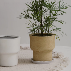Alto nórdico creativo boca redonda sala de estar piso interior tipo Tigre Pilan planta verde maceta de arcilla de magnesio - Product Image 2