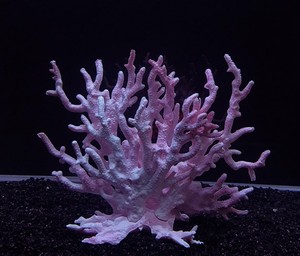 Tanque de peces de paisajismo de simulación de plástico de los Fondos Marinos agua falso <span class=keywords><strong>coral</strong></span> de establecimiento de plantas de agua - Product Image 4