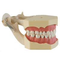 Modelo de Entrenamiento Dental con 32 Dientes Anatómicos, Encía Suave, Marco de Mandíbula DP con Fijación por Tornillo para Laboratorio de Habilidades Clínicas, CE ISO ROHS CNAS