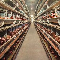 Équipement d'élevage de poules pondeuses entièrement automatique, système de cage à batterie pour poulets pondeuses de type H, élevage avicole, 10 000 oiseaux, à vendre