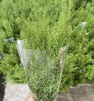 Feuillage de Lepidium vert fraîchement coupé de qualité supérieure pour la décoration de bouquets de mariage, vente en gros depuis Kunming