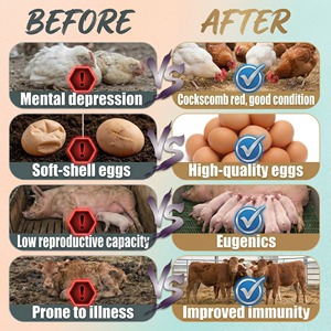 Poudre de stimulation de ponte pour volailles, acides aminés de qualité alimentaire, multivitamines pour poules pondeuses et poulets - Product Image 3