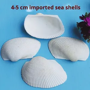 天然ホワイトシェルDIY手作り絵画グラフィティオーシャンスタイルウォールステッカーハワイアンビッグホワイトファンシェル卸売 - Product Image 2