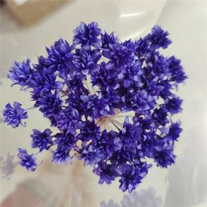 Stella brasiliana fiori secchi conservati fiori piccola montagna margherita corona di fiori per decorazioni natalizie - Product Image 6