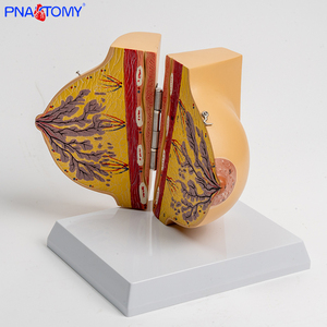 Y tế nữ mô phỏng vú Mô hình giải phẫu cho sản khoa và phụ khoa sau sinh sửa chữa đào tạo, vú nâng cao - Product Image 4