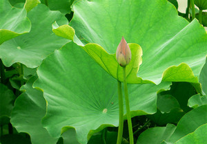 High Quality <strong>Lotus</strong> Leaf <strong>Extract</strong> Powder 5% Nuciferine Powder - Product Image 4