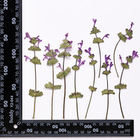 Rumput Henbit Deadnettle Dengan Cabang, Paket Campuran Seri, Untuk Scrapbooking, Resin Epoksi, Tanaman Alami, Ramah Lingkungan