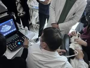 Système d'échographie vétérinaire Doppler couleur portable 3D CW avec imagerie élastique – Échographe vétérinaire couleur - Product Image 3