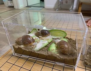 Mini micro-écosystème d'habitat en acrylique magnétique empilable pour tarentules arboricoles Scorpions & Insectes Escargots Isopodes Geckos - Product Image 5