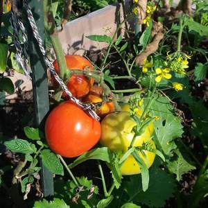 Estaca de Fibra de Vidrio para Plantas de Tomate 8mm/16mm Soldada, Plegada y Cortada, Recubierta de Plástico, Soporte de Jardinería, Directo de Fábrica - Product Image 6