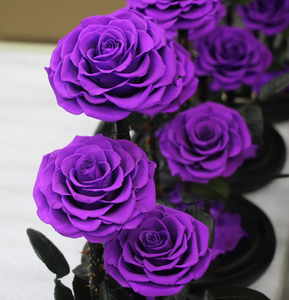 Wholesale Real Touch <strong>Preserved</strong> <strong>Flower</strong> Luxury <strong>Dubai</strong> <strong>Preserved</strong> <strong>Roses</strong> in Glass Dome Tubes - Product Image 4