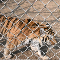 Oferta Especial: Malla de Alambre Galvanizada en Caliente, Antioxidante, de Alta Resistencia, para Cercas de Animales de Zoológico, Ganado y Vacas