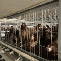 Nouvelle cage automatique de type H pour poules pondeuses à vendre à bas prix avec composant moteur central pour les industries de vente au détail