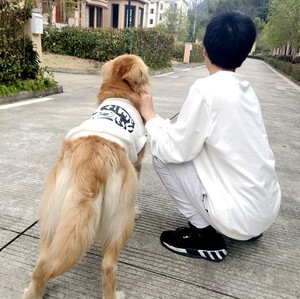 4XL-6XL grand chien <span class=keywords><strong>Labrador</strong></span> <span class=keywords><strong>golden</strong></span> <span class=keywords><strong>retriever</strong></span> assorti grand chien et propriétaire sweat à capuche vierge - Product Image 5