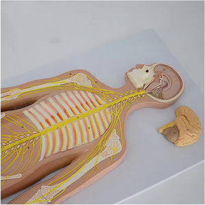 Modelos Anatómicos de Plástico <span class=keywords><strong>del</strong></span> <span class=keywords><strong>Sistema</strong></span> <span class=keywords><strong>Nervioso</strong></span> Craneal para Práctica Médica y Uso en Escuelas de Medicina CE/ISO - Product Image 4