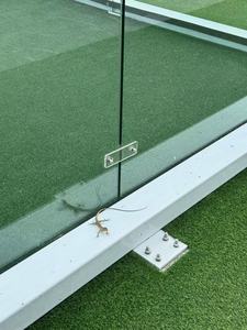EXITO, Fabricante de Pistas de Pádel de 10x20m con Certificación CE, Pista Panorámica Interior y Exterior de Acero Galvanizado con Vidrio Templado - Product Image 5