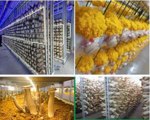 Planta <span class=keywords><strong>de</strong></span> semilla <span class=keywords><strong>de</strong></span> hongo Contenedor <span class=keywords><strong>de</strong></span> envío <span class=keywords><strong>de</strong></span> cultivo inteligente Sistema <span class=keywords><strong>de</strong></span> almacenamiento <span class=keywords><strong>de</strong></span> máquina <span class=keywords><strong>de</strong></span> germinación <span class=keywords><strong>de</strong></span> cebada - Product Image 2