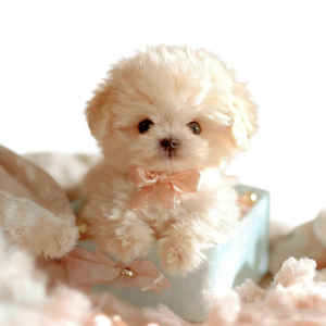 Jouet en <span class=keywords><strong>peluche</strong></span> <span class=keywords><strong>interactif</strong></span> électronique pour animaux de compagnie, chiot <span class=keywords><strong>robot</strong></span> réaliste en plastique moderne, très populaire - Product Image 4