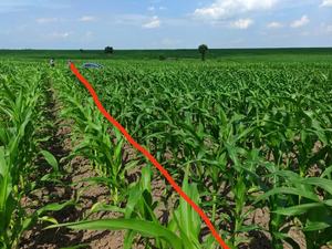 Pupuk Kompos daun rumput laut dengan elemen Nitrogen organik Fosfor Kalium meningkatkan hasil panen - Product Image 6