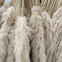 Herbe de la Pampa Séchée Naturelle Grande et Moelleuse, Beige Blanc, Décoration de Mariage Bohème, Vente en Gros