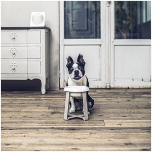 Support Produit le plus vendu Accessoire Animal aquatique Alimentation élevée Grand approvisionnement surélevé Chien Grand animal de compagnie Bol de nourriture en céramique Chat - Product Image 1