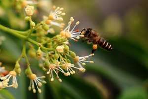 Miel <span class=keywords><strong>de</strong></span> Flores Multiflorales <span class=keywords><strong>de</strong></span> Madera Frutal, 100% Pura y Natural, Miel Cruda <span class=keywords><strong>para</strong></span> la Buena Salud, Venta al por Mayor del Fabricante BEESTAR - Product Image 4