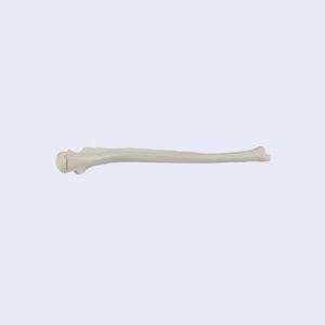 Kyrenmed Massief Schuim Ellepijp Met Olecranon Fractuur Proximaal Links En Rechts Voor Werkplaats Oefenen Boren - Product Image 5