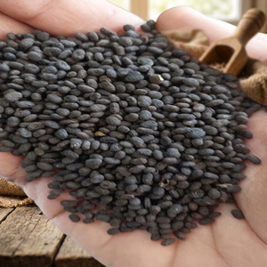 Psoralea Corylifolia Babchi Seeds Natural Dried Botanical Herbal Raw Material India Origin - Product Image 6
