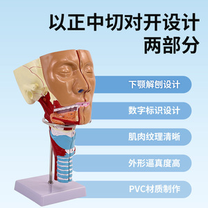 Modèle anatomique médical du trachée-nasopharynx et des muscles pharyngés ; troubles de la motricité des muscles crico-pharyngéens - Product Image 2