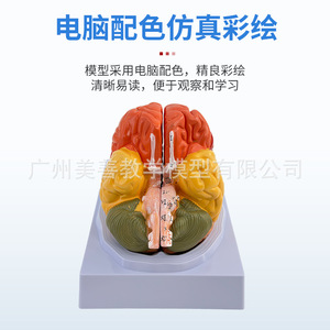 Modèle cérébral de simulation pédagogique, régions cérébrales, zones fonctionnelles, spécimen de cortex cérébral, modèle cérébral coloré, cortex cérébral - Product Image 3