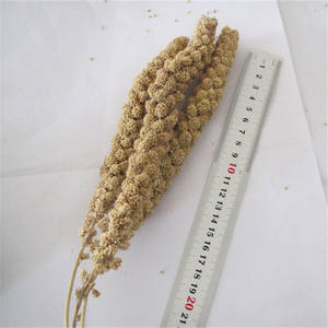 Nieuwe Oogst Gu Sui Beste Prijs Rood/Gele Gierst Sprays - Product Image 4