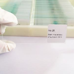 Tallo de alta calidad macerado de portaobjetos de vidrio de microscopio de calabaza portaobjetos de microscopio preparados - Product Image 2