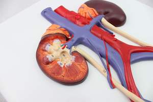 Modèle d'organe humain de simulation réelle du système urinaire, de l'urètre et de l'anatomie rénale, équipement pédagogique - Product Image 5