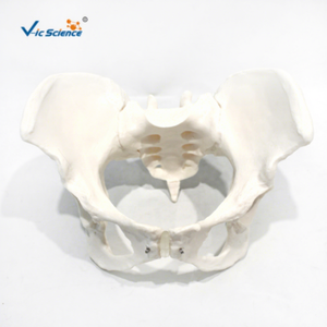 Modèle de squelette pelvien féminin humain grandeur nature en PVC écologique pour l'enseignement en obstétrique, orthopédie, anatomie et laboratoire CE/ISO/ROHS/CNAS - Product Image 1