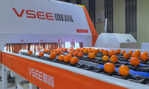Línea Automática de Procesamiento de Frutas Enceradas, Máquina de Lavado, Limpieza, Secado, Encerado, Clasificación y Calibración de Frutas Frescas y Limones - Product Image 1