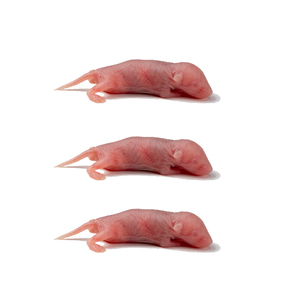 Souris entières lyophilisées brutes pour opossums, opossums de Virginie, opossums à queue-bruyère communs et opossums pygmées - Product Image 1
