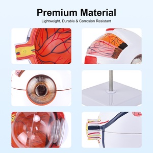 Modelo Anatómico de Ojo TB-01 para Entrenamiento y Demostración Oftalmológica, Marca Innovue Opto, Material ABS, 1 Año de Garantía - Product Image 5
